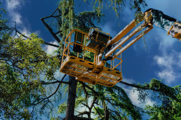 Reliable Arbuckle, CA Tree Removal and Landscaping Services Solutions